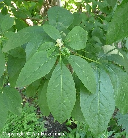 Eleutherococcus sessliflorus, kiinanaralehti